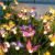 TONULAX Solar Garden Lights – Swaying Butterfly Light, Swaying in The Wind, Solar Outdoor Lights, Yard Patio Pathway Decoration, High Flexibility Iron Wire & Realistic Butterflies (2 Pack)